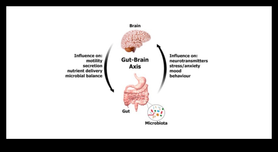 ميكروبيوم الأمعاء: لاعب رئيسي في الجهاز الهضمي المتوازن