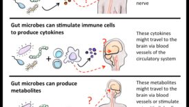 ميكروبيوم الأمعاء: لاعب رئيسي في الجهاز الهضمي المتوازن