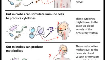 ميكروبيوم الأمعاء: لاعب رئيسي في الجهاز الهضمي المتوازن