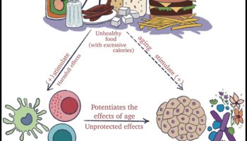 الوئام الخلوي: تكافل الكيمياء الحيوية الغذائية والصحة