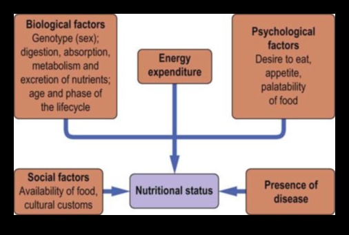 التوازن الكيميائي الحيوي: مفتاح الصحة الغذائية المثلى