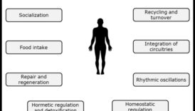 التوازن الكيميائي الحيوي: مفتاح الصحة الغذائية المثلى