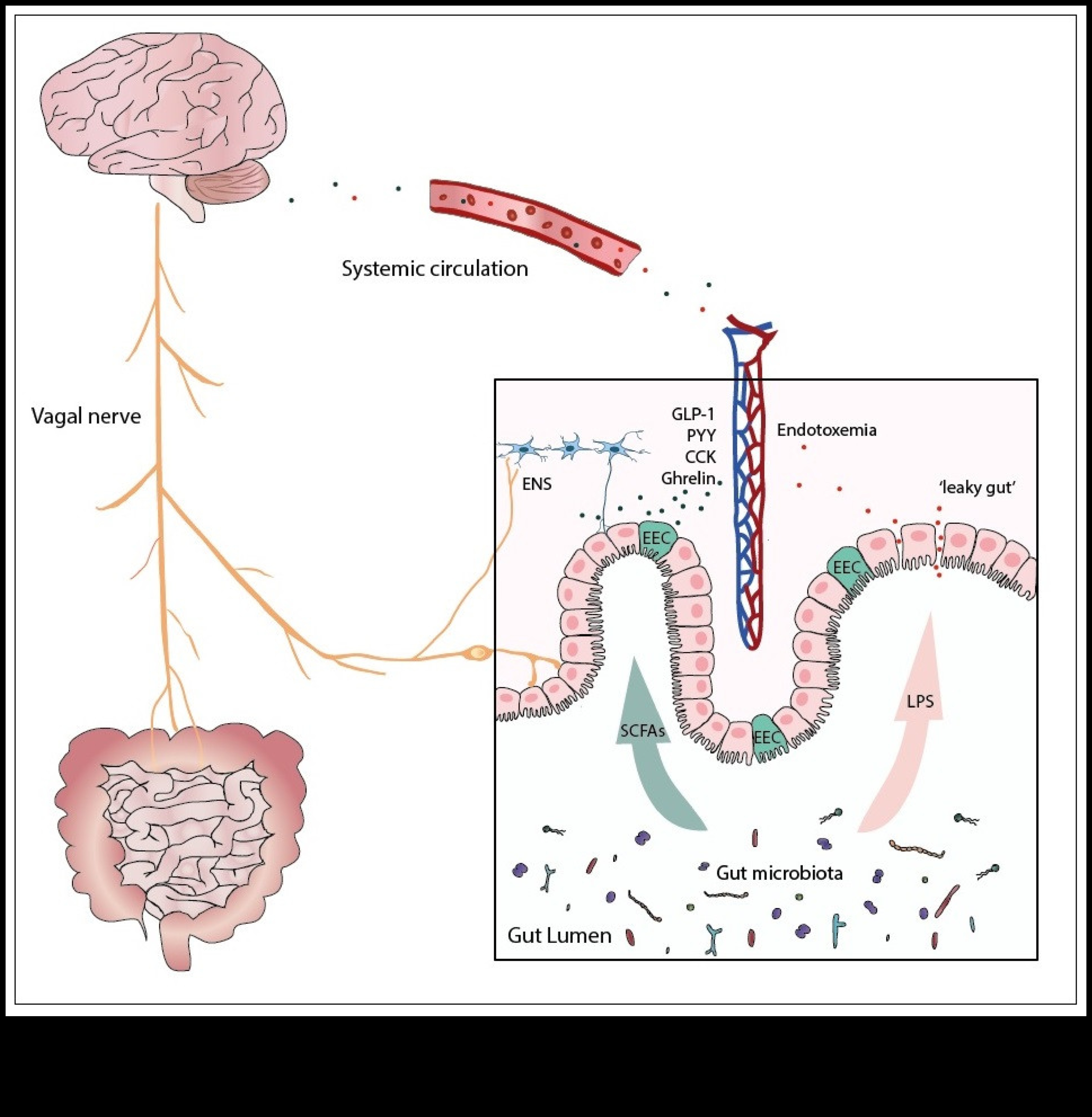 الأنظمة الغذائية قليلة الدهون ومحور الأمعاء والدماغ: اتصال ثنائي الاتجاه