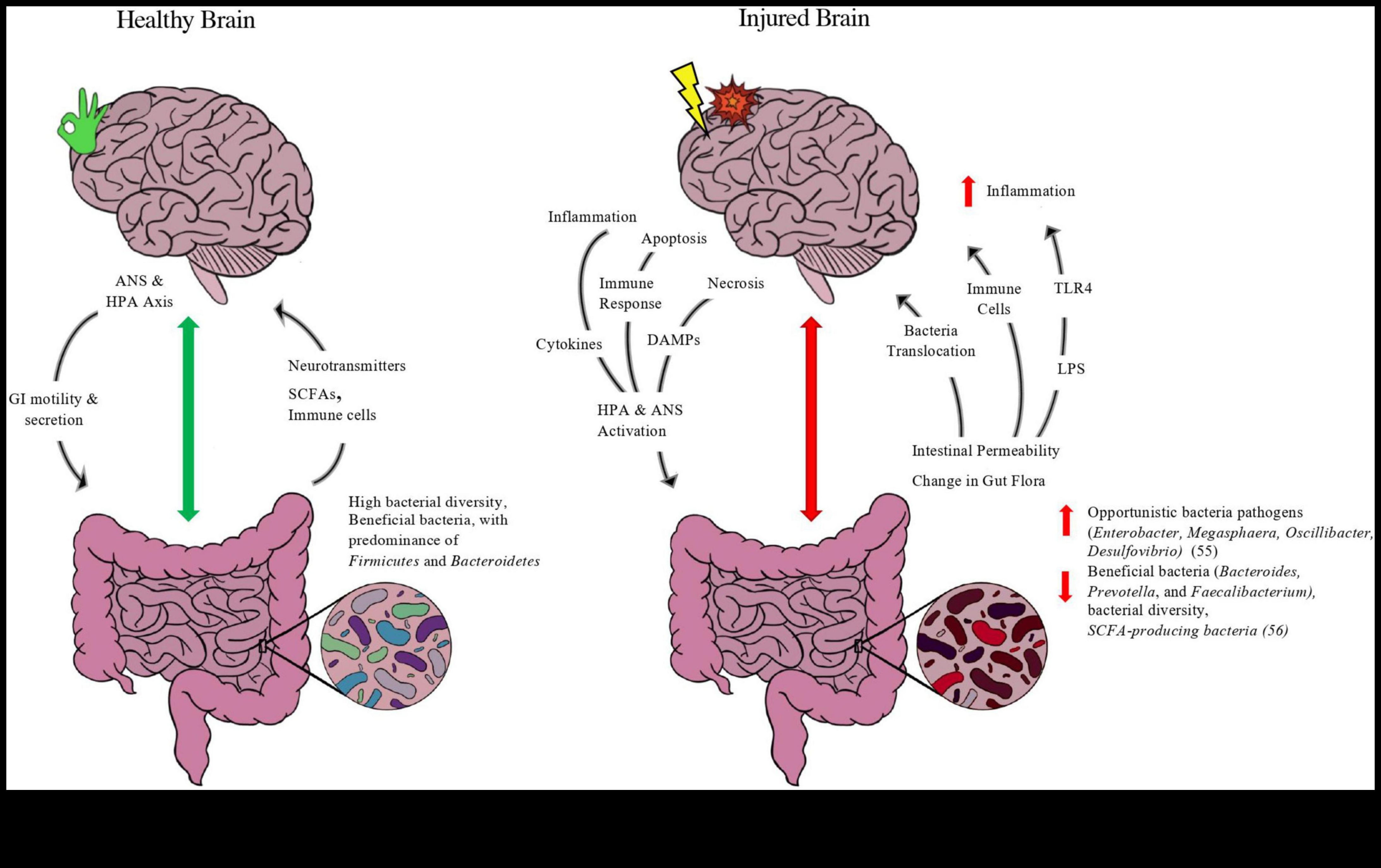 الأنظمة الغذائية قليلة الدهون ومحور الأمعاء والدماغ: اتصال ثنائي الاتجاه