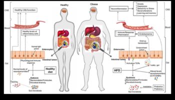 الأنظمة الغذائية قليلة الدهون ومحور الأمعاء والدماغ: اتصال ثنائي الاتجاه