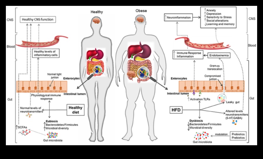 الأنظمة الغذائية قليلة الدهون ومحور الأمعاء والدماغ: اتصال ثنائي الاتجاه