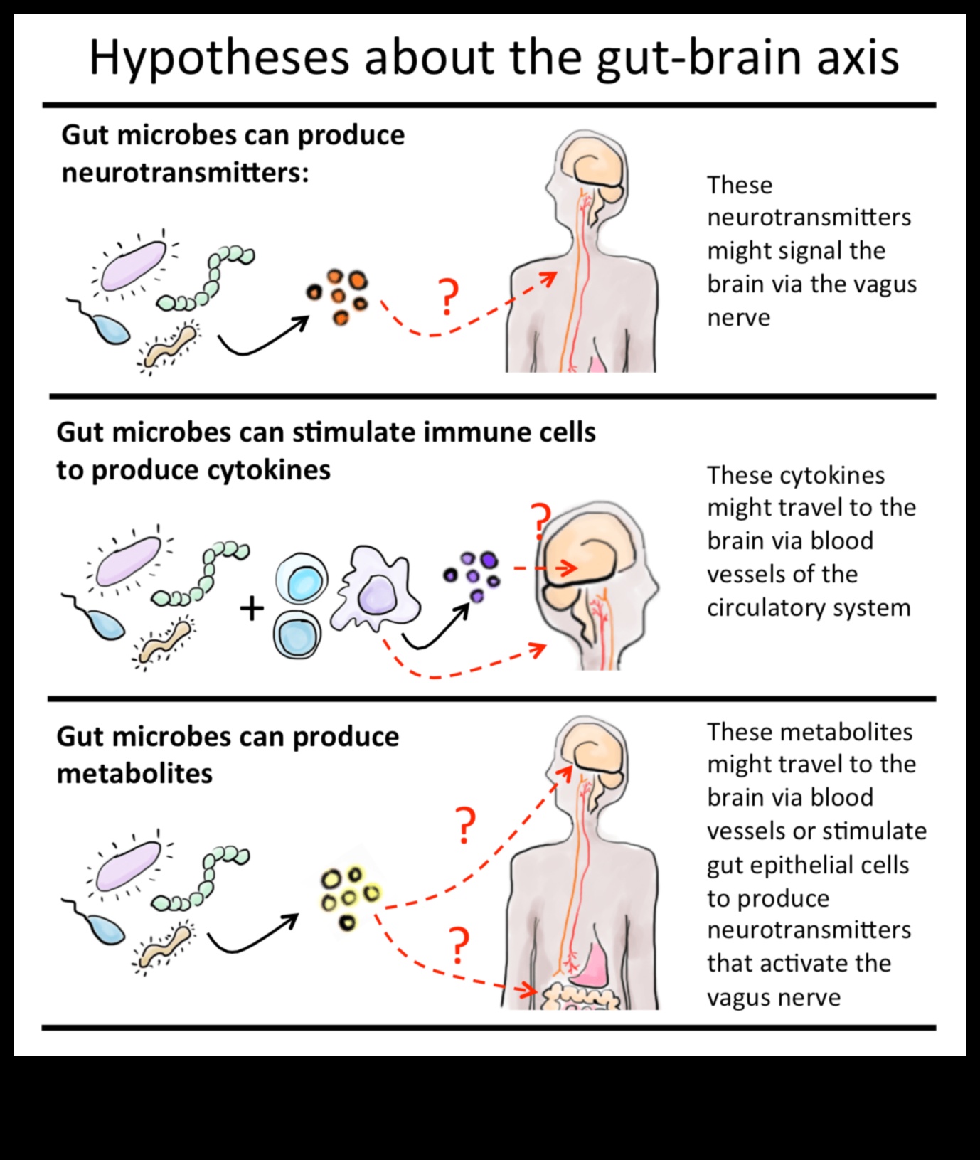ميكروبيوم الأمعاء: لاعب رئيسي في الجهاز الهضمي المتوازن